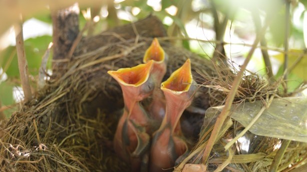 "Birds In A Nest" (Robert Lynch)